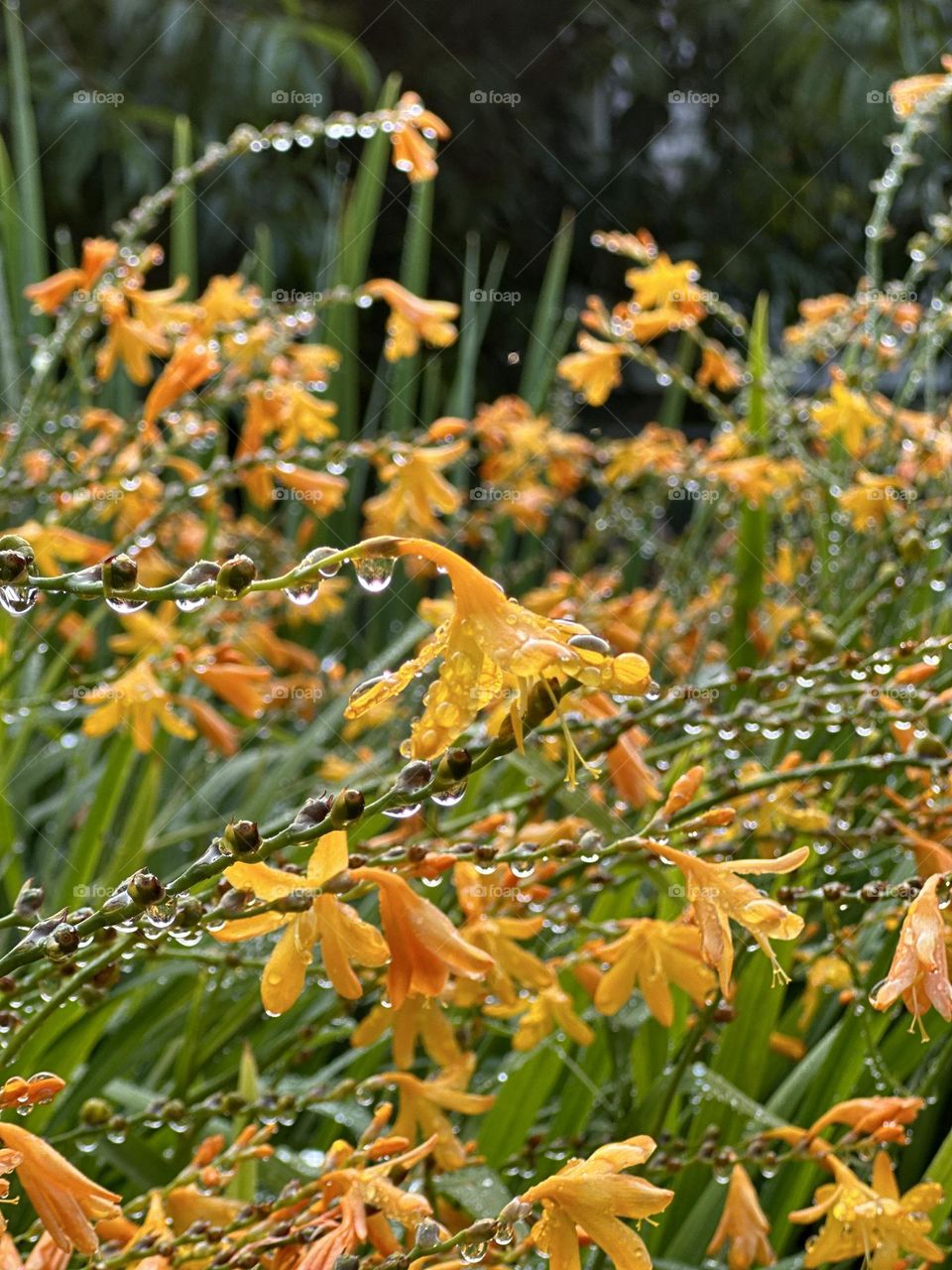 Flowers holding water drops after the rain