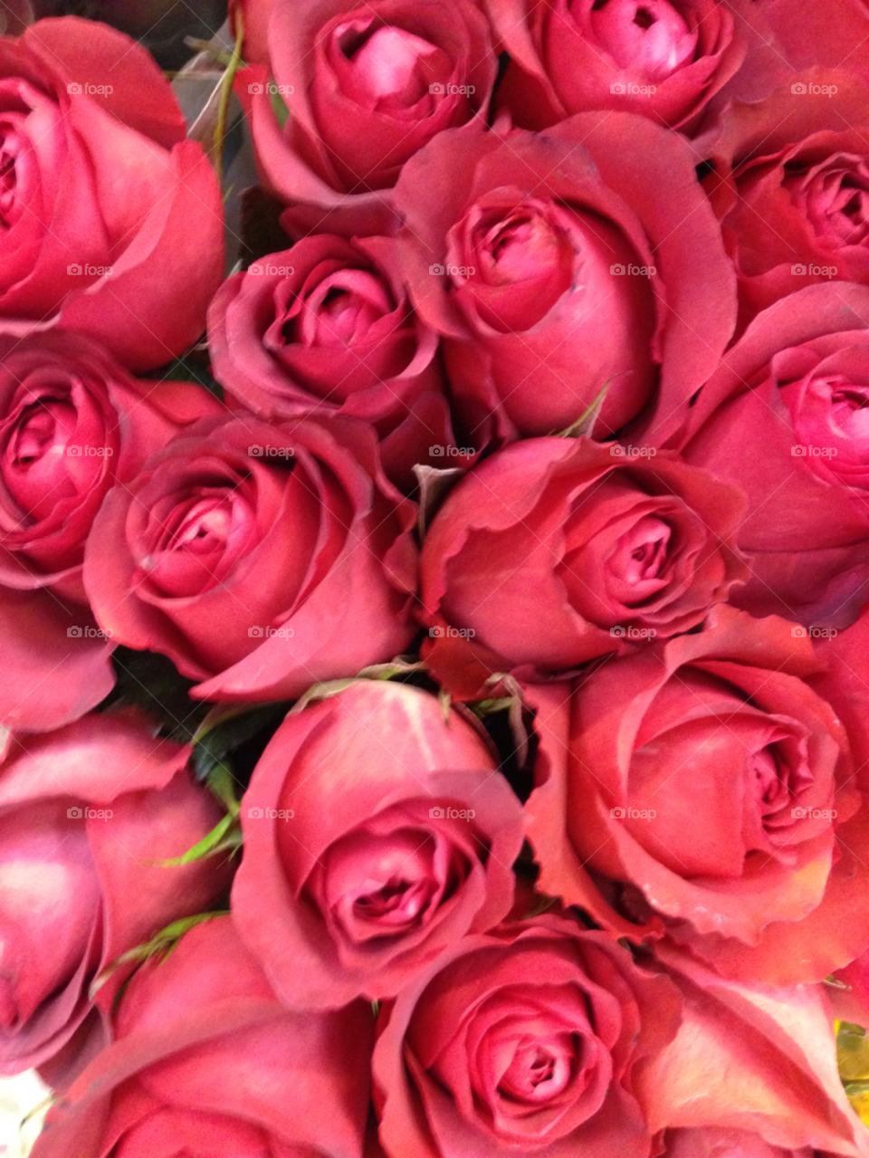 nature pink flower red by jmsilva59