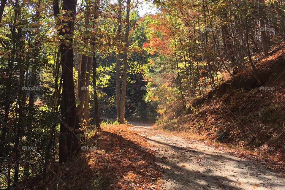 A dirt and gravel road winds through a leafy forest in autumn. 