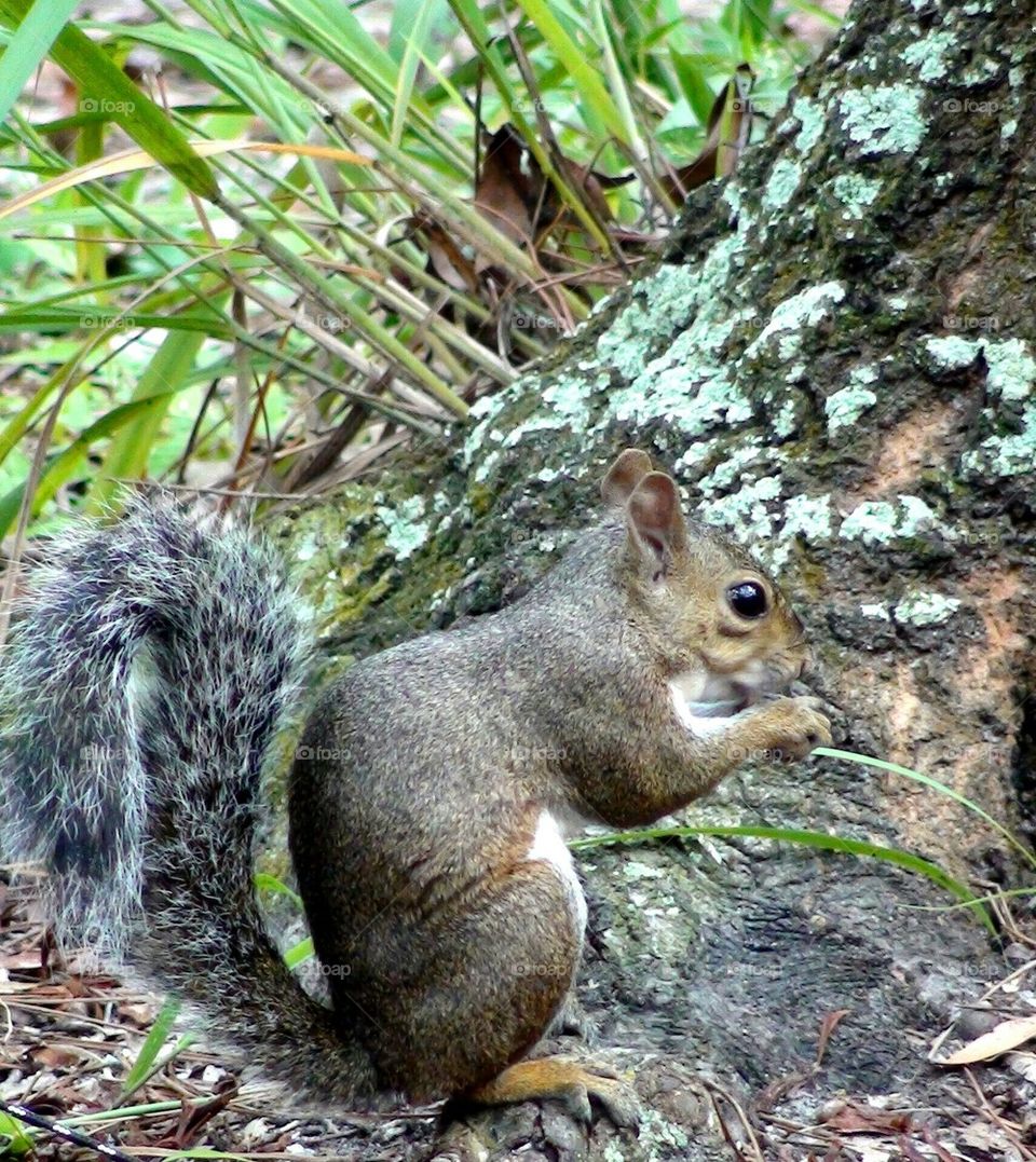 Squirrel in my back yard