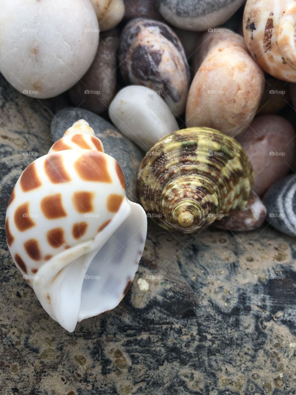 Seashells close up 