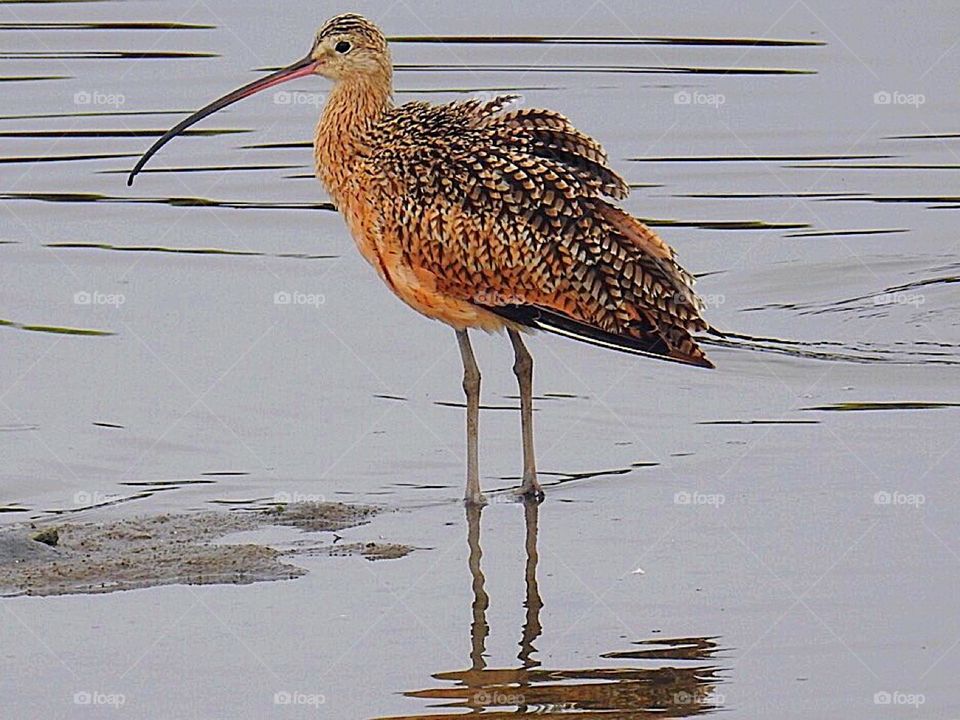 Long-billed curlew