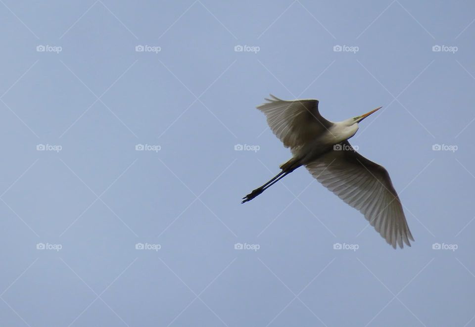 White heron in flight
