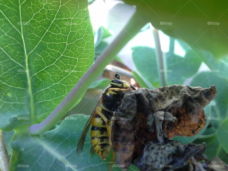 Wasp. Wasp in the leaves of plants.