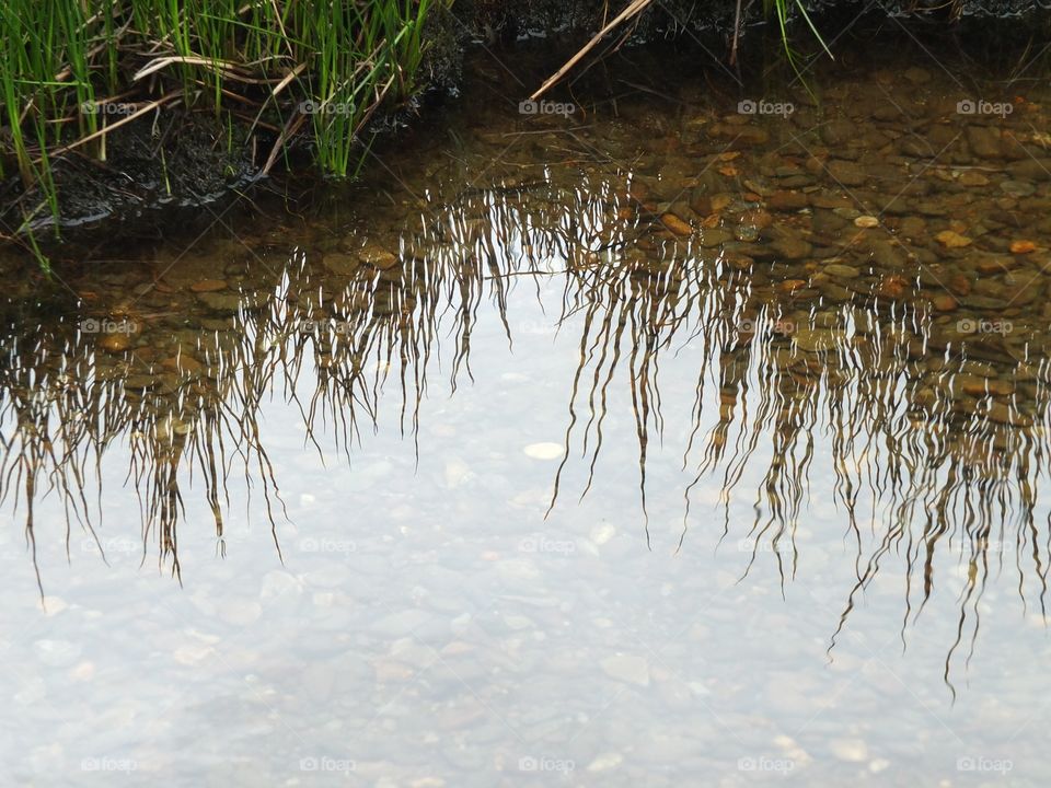 Watery reflections 