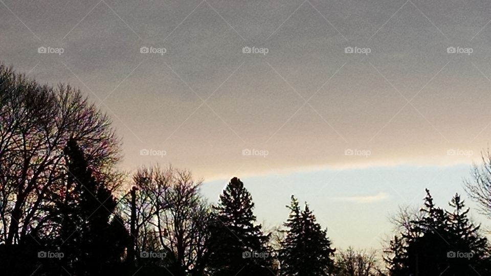 Tree, No Person, Fog, Landscape, Dawn