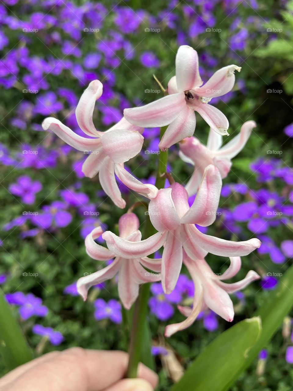 Springtime Hyacinth in a striped pink variety 