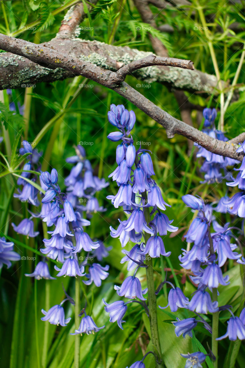Bluebells in the park