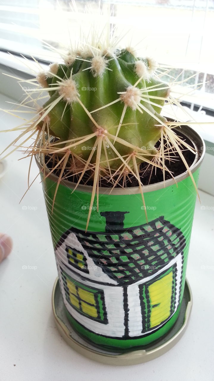 cactus in my home
