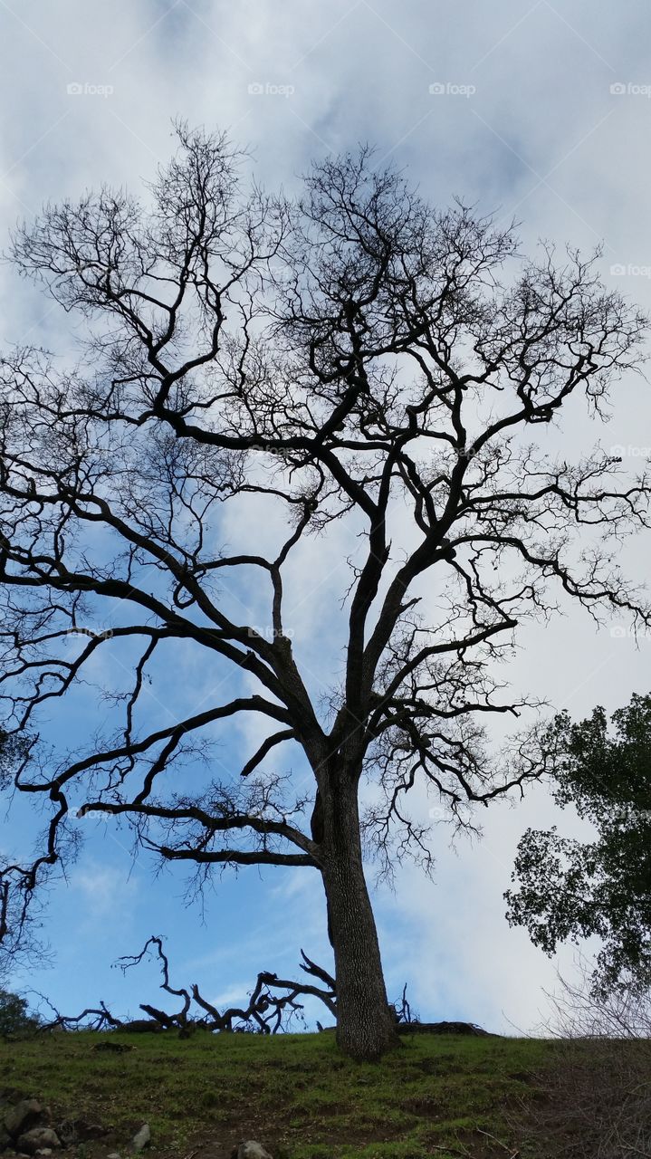 Silhouette of leafless tree