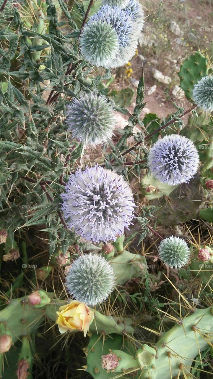 Beautiful spiny plants.