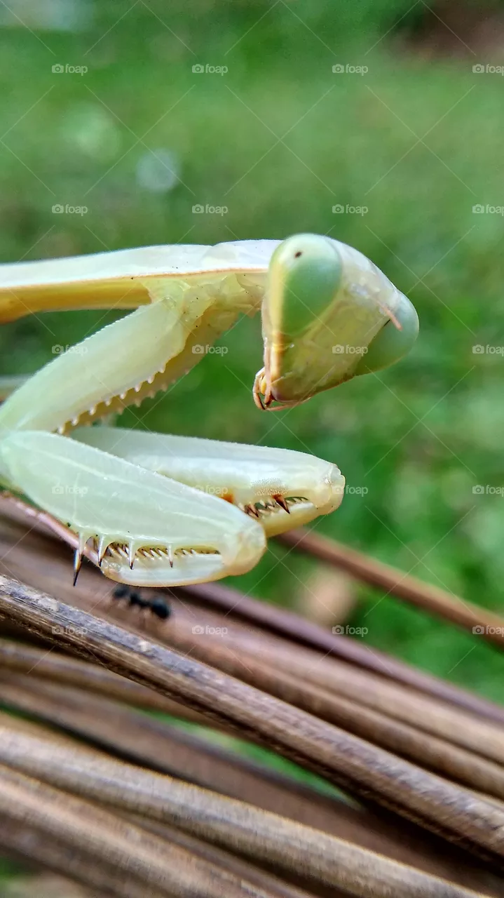 shriek