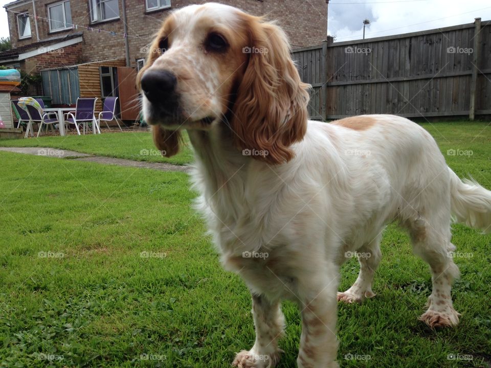 Poser 😍🐶🐶 Puppy🐶