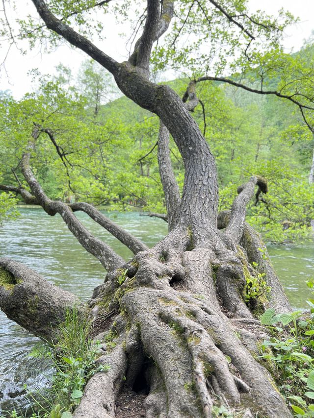 Old wood