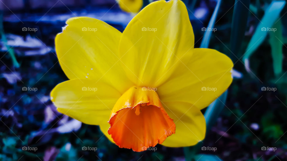 Flower, No Person, Nature, Color, Garden