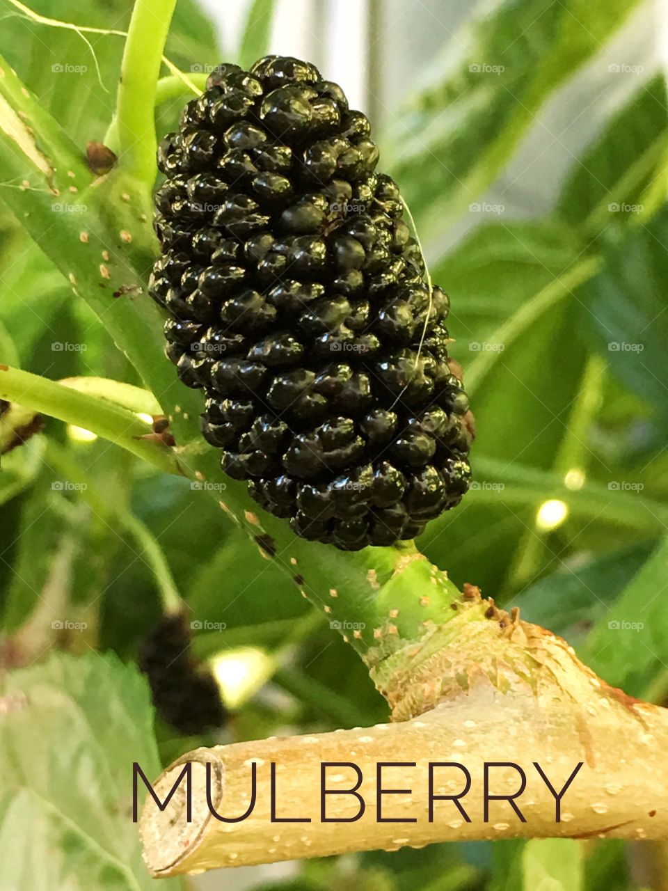 Ripe juicy mulberry closeup growing on mulberry bush with text to identify 