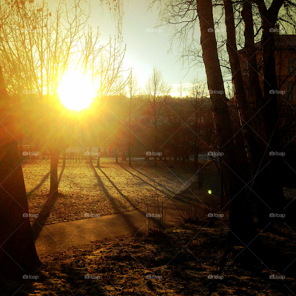 Sunlight in a park in Oslo, Norway