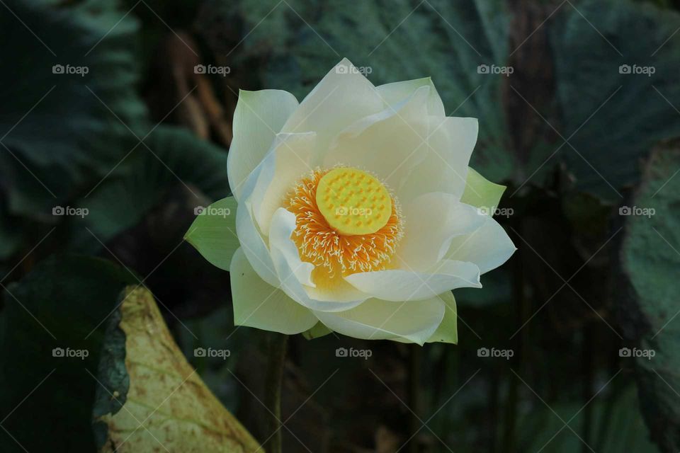 lotus