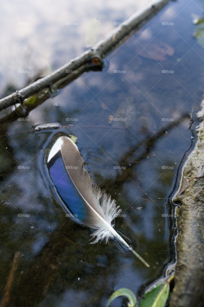 Feather in water 