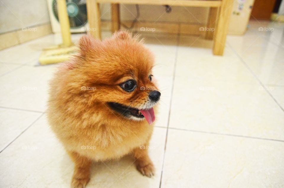 Cute Pomeranian