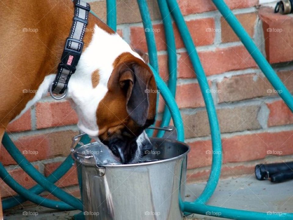 Boxer with Bucket