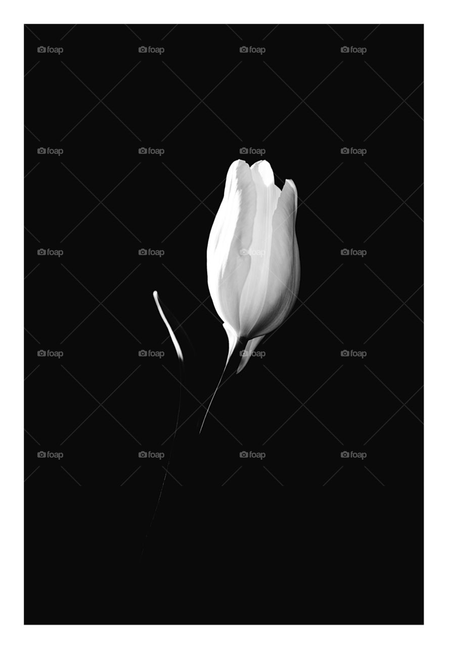 Black and white,tulip,flower,silence,light