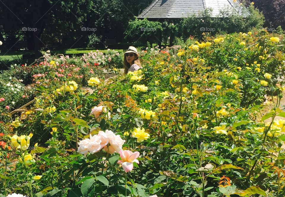 Rose garden at Heather Farm