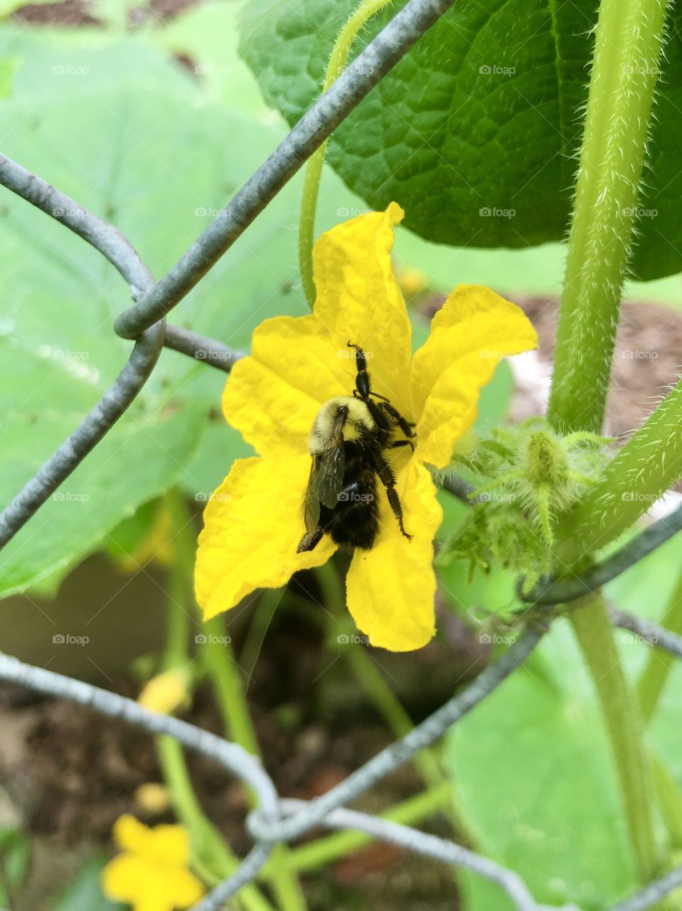 Bee pollinating cucumber blossom on fence 