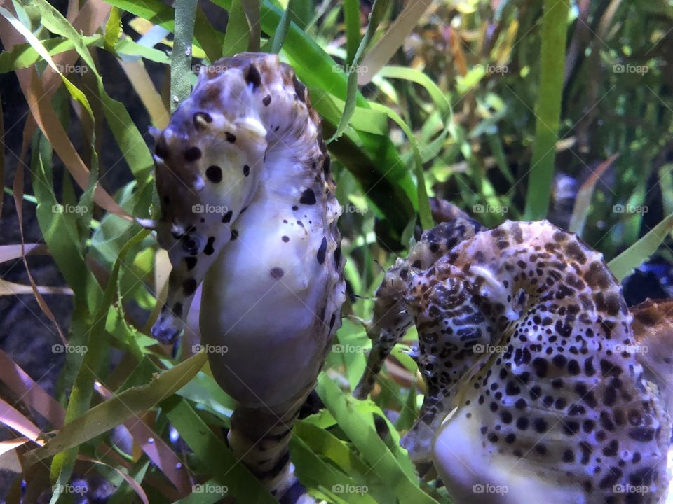 A group of seahorses hanging out on some sea grass