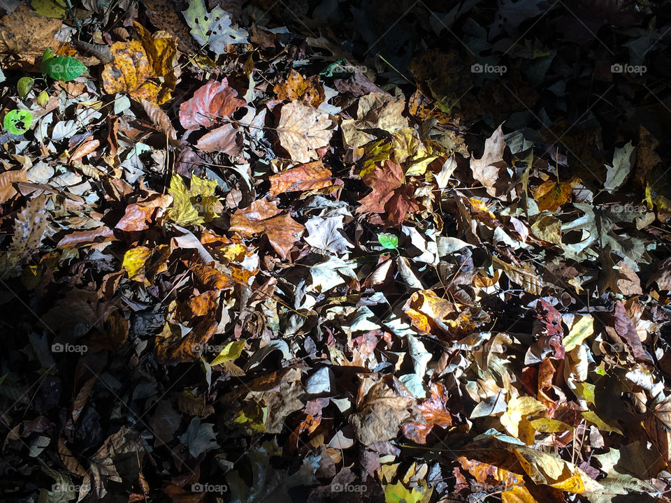 Fallen Autumn leaves on a hillside in Kentucky illuminated by the late afternoon sun.