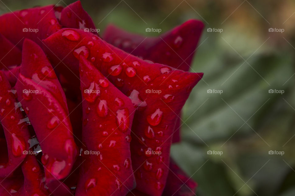 Water droplets on red rose