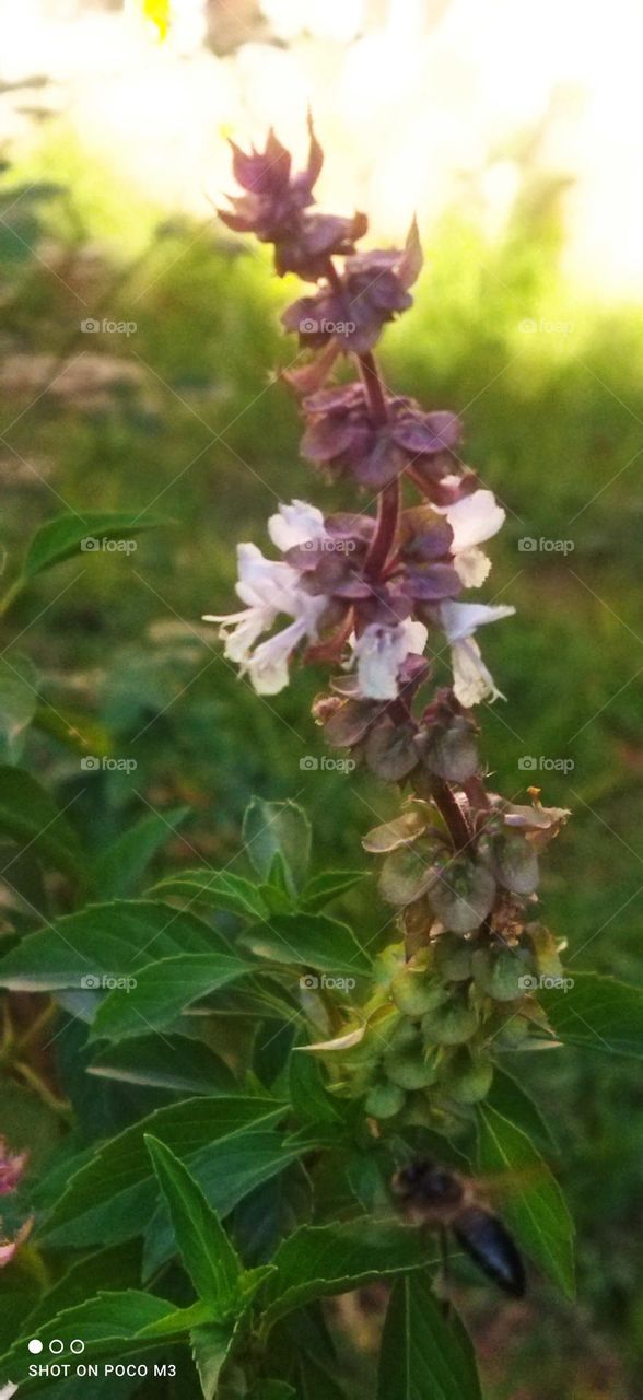 beautiful bee on flower