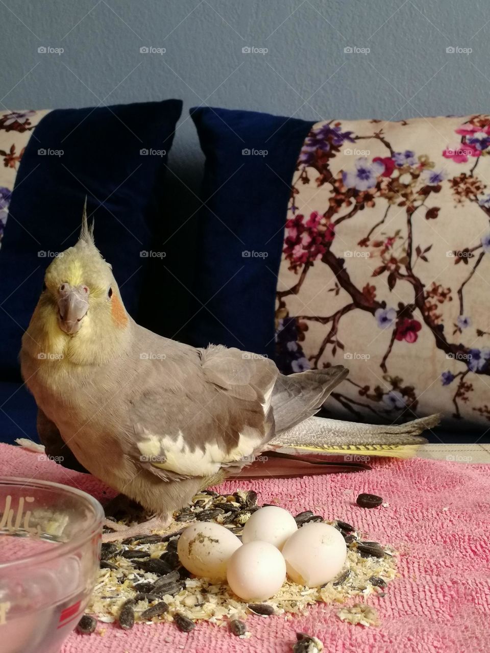 A rare picture of a beautiful bird with eggs