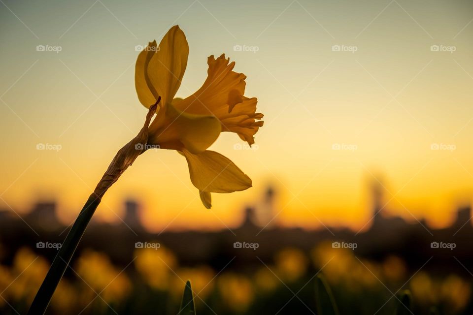 The hopeful daffodil reaches over the city, beckoning for spring to come. Raleigh, North Carolina. 