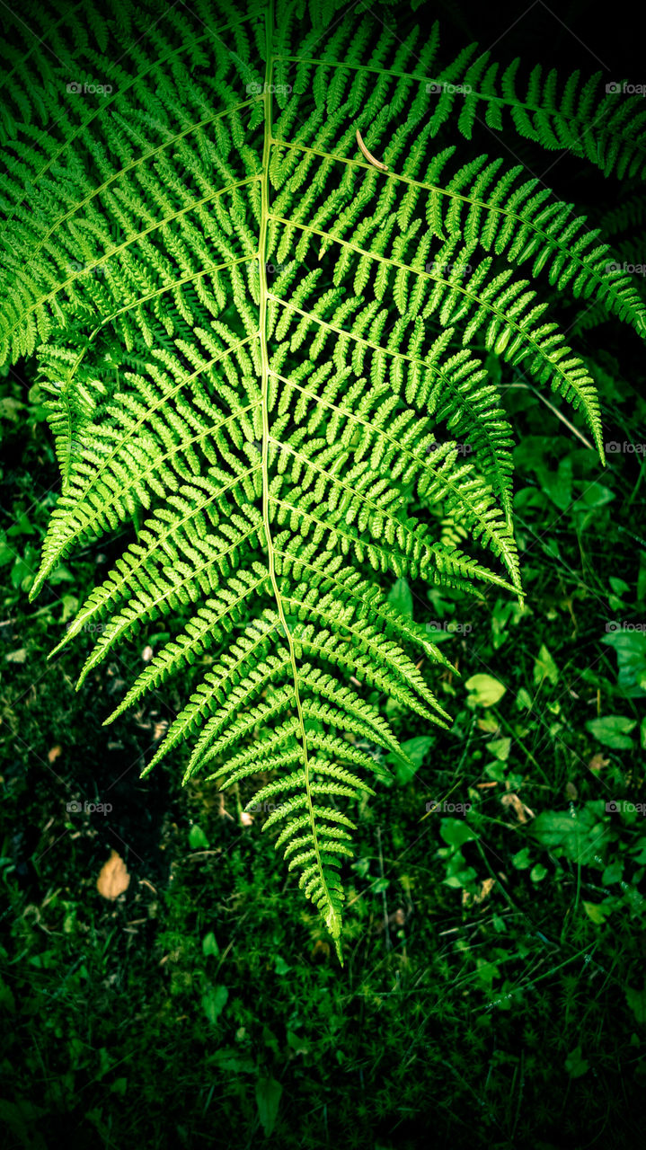 Fern, Leaf, No Person, Nature, Flora