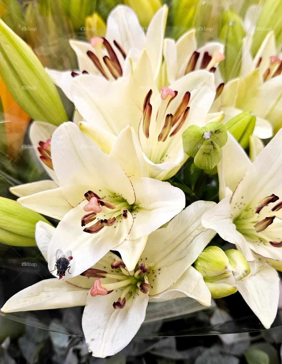 A fly on a leaf of a wonderful white lily