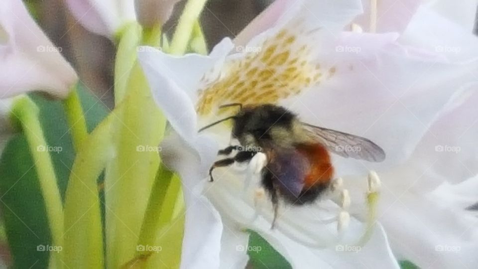 just a bee enjoying a flower pt 1