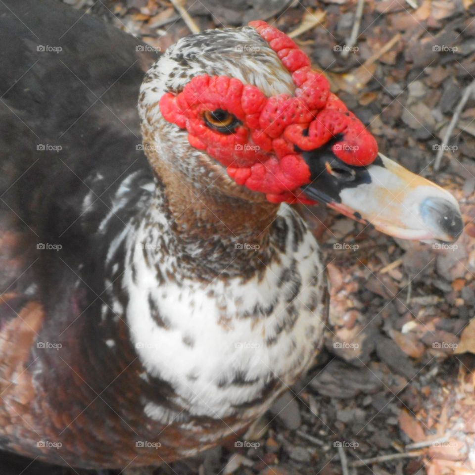 A duck looks around at what is going on at the lake at Lake Lily Park in Maitland, Florida.