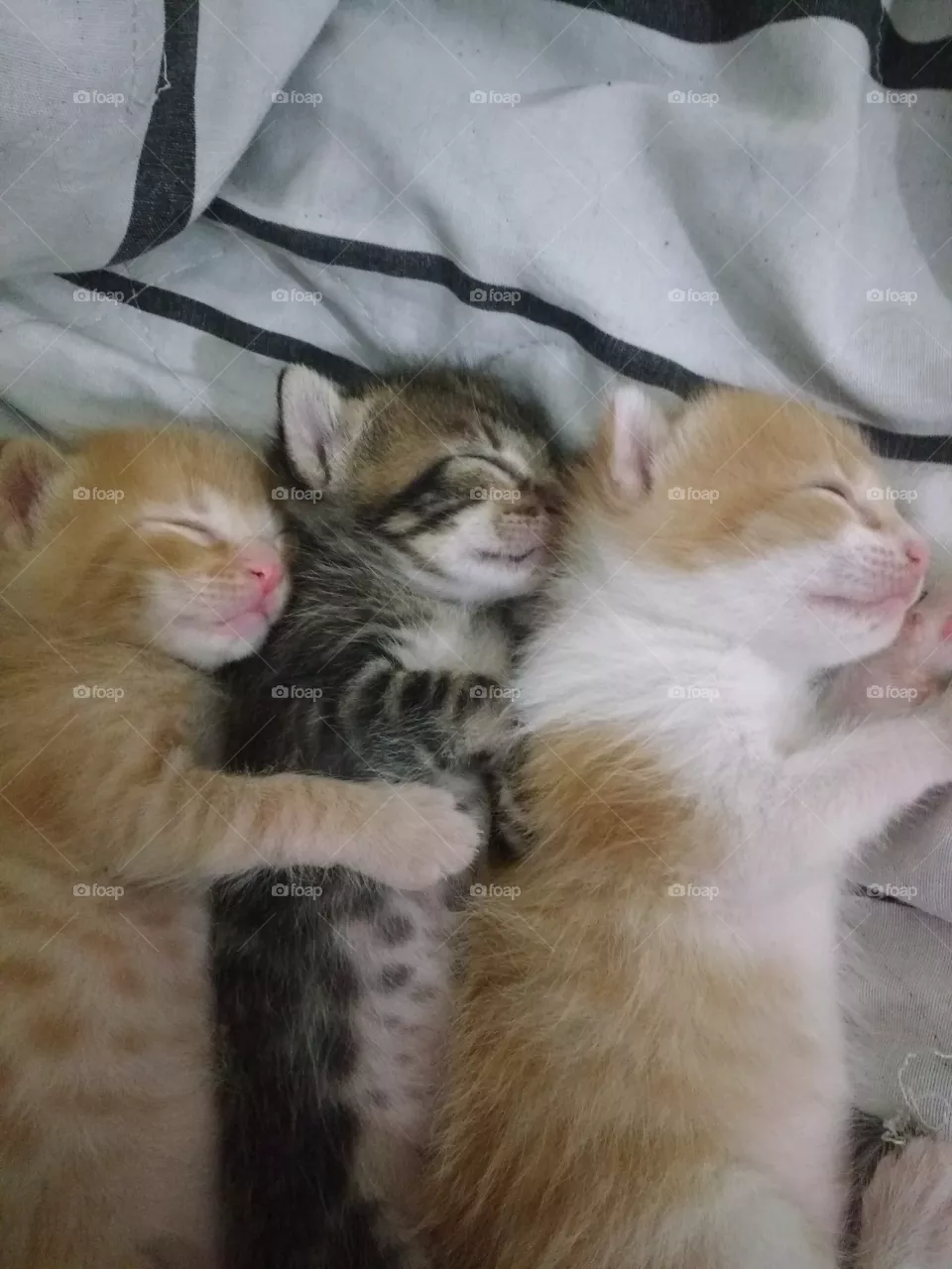 cats