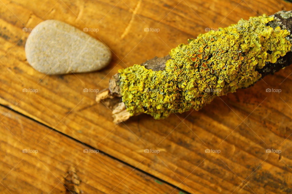 lichen Moss and stone