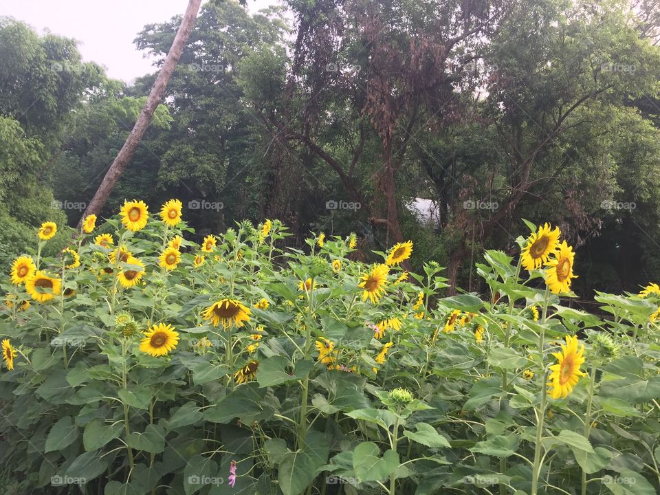 Flower, Sunflower, Nature, Summer, Leaf