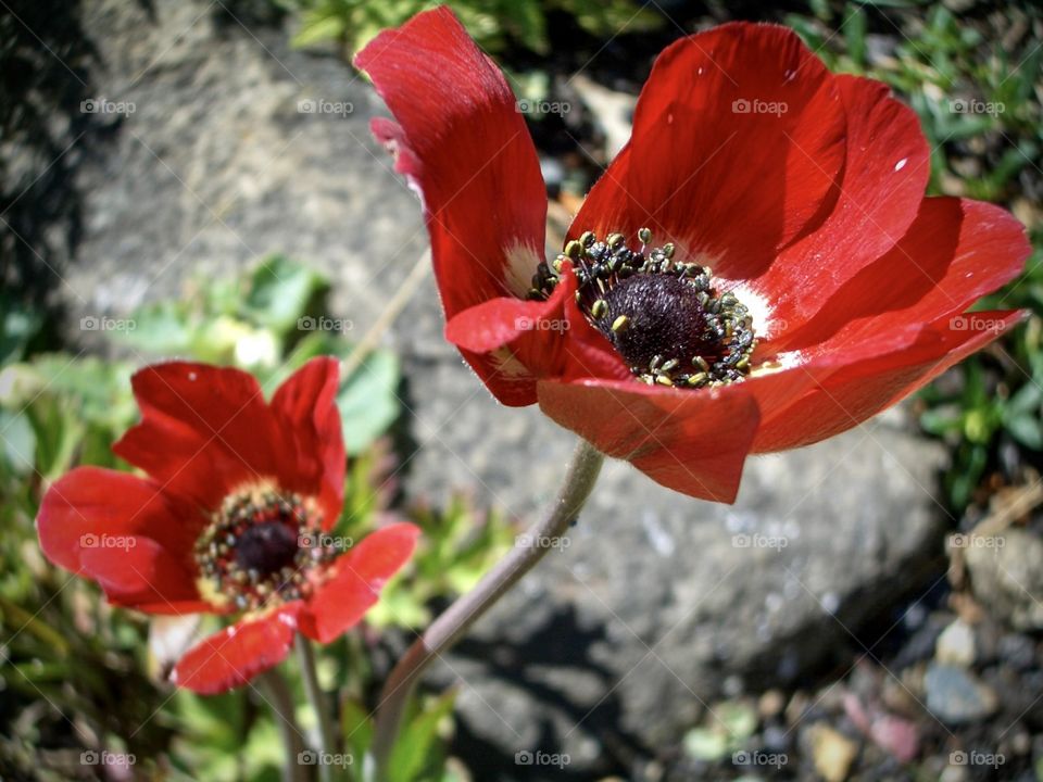 Red poppies