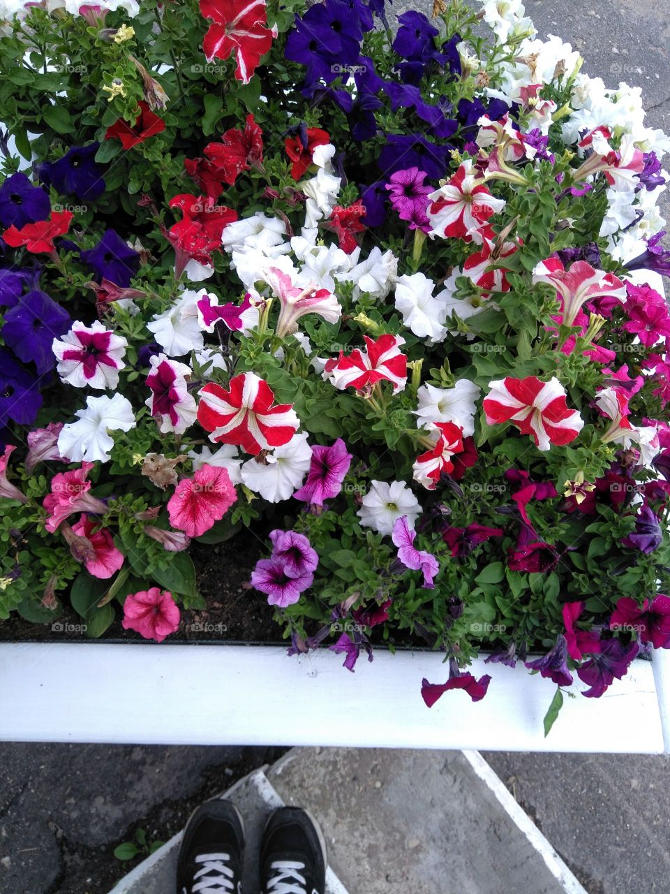 colorful flowers growing in the flowerbeds summer time street art