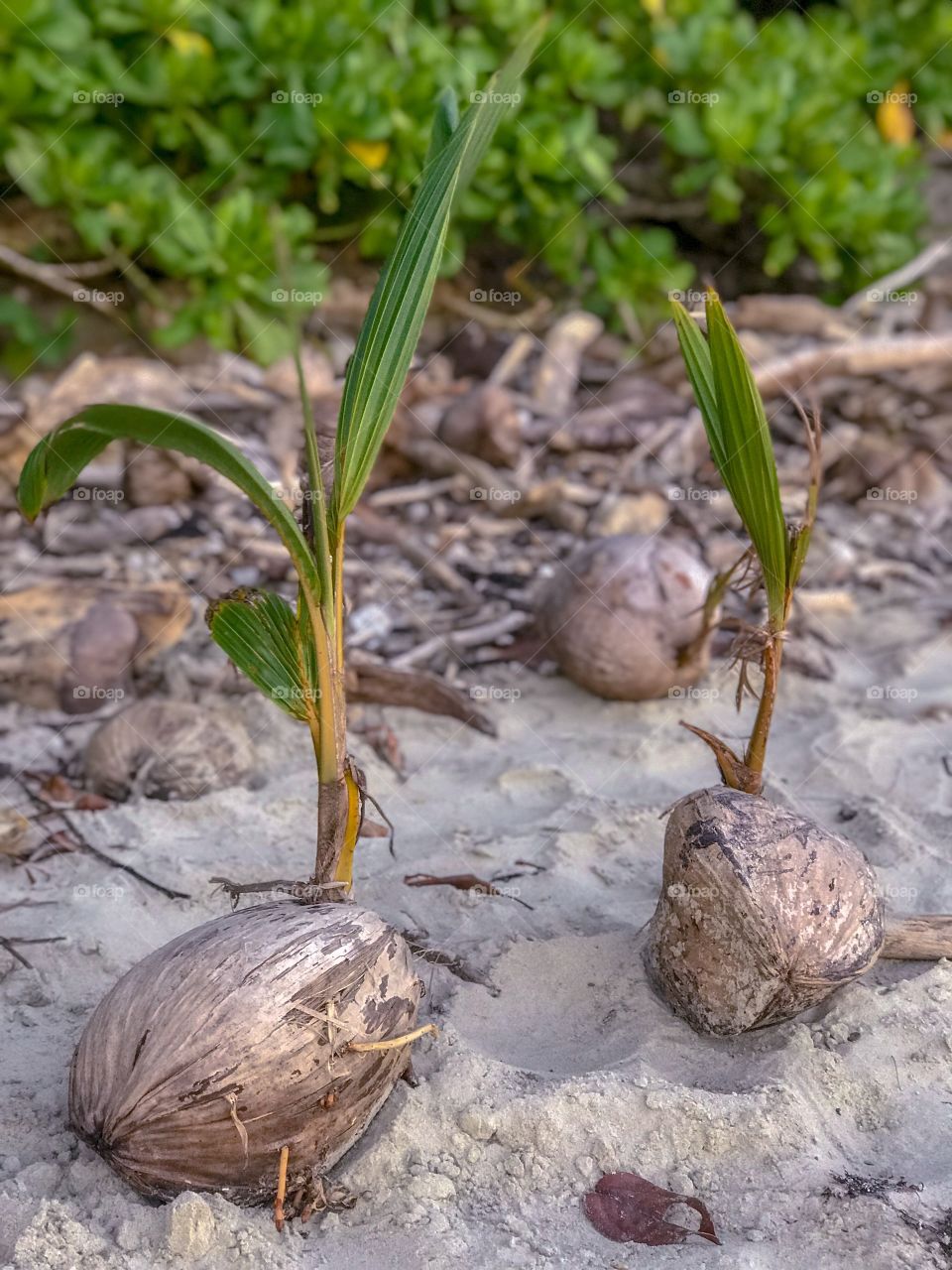 Living coconuts; new growth reaching for the sky on isolated beach 