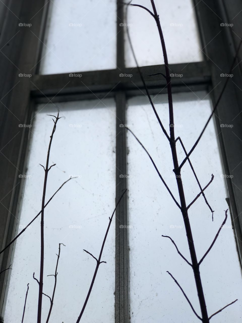 Bare branches against a frosted window in winter 