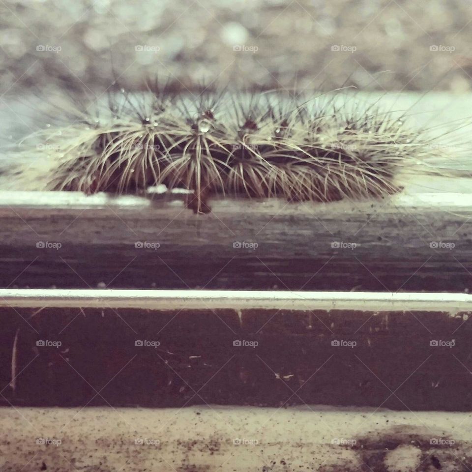 caterpillar on a ledge 
