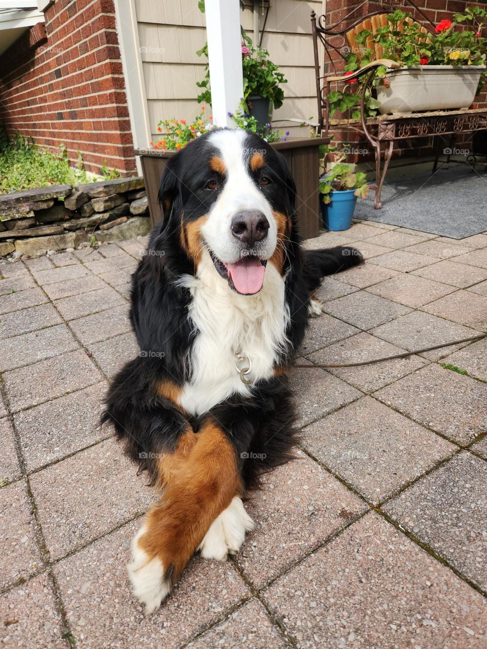 Beautiful Burnese Mountain Dog