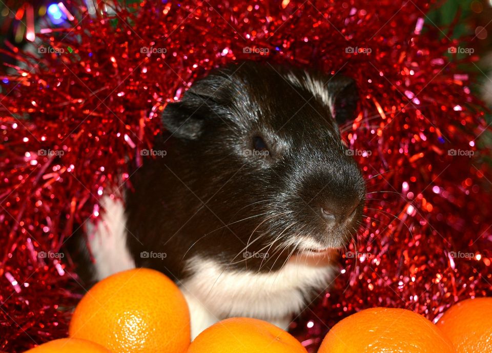 Portrait of guinea pig covered with tinsel