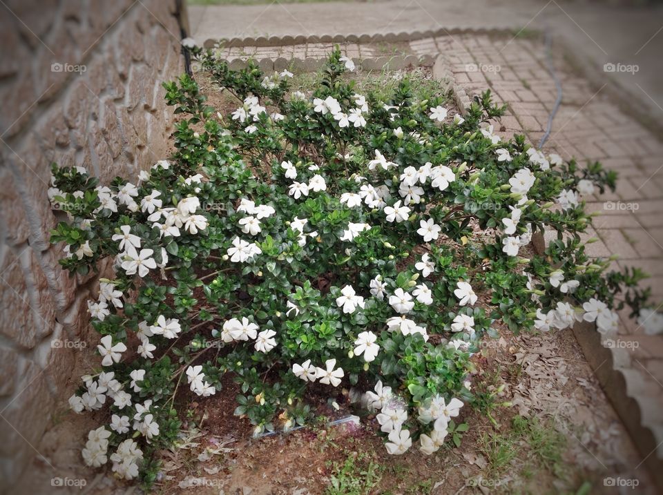 Gardenia Bush