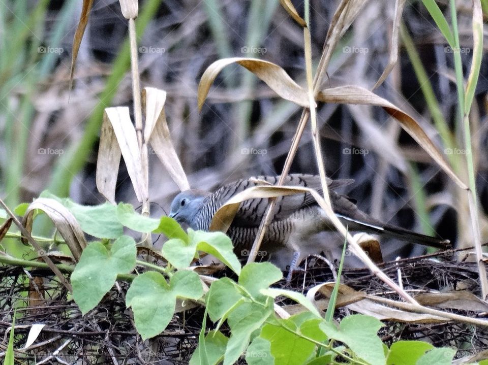 A zebra dove